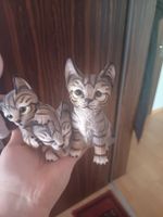 Dekorative Royal Katze