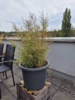 Pflanze - Schönes Gras zu verkaufen