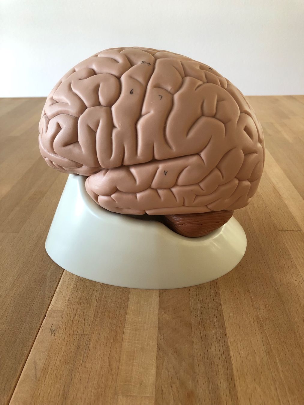 Modellbausätze & Standmodelle: Anatomisches Modell Gehirn – Gebraucht aus Zug von jim_floyd 1