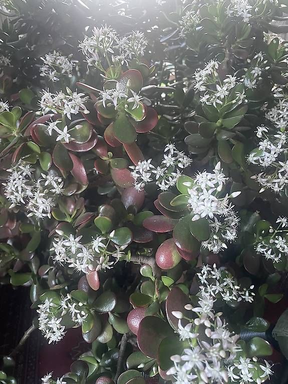 Pflanzen & Samen: Crassula – Gebraucht aus Agno von pum_c2xn 1