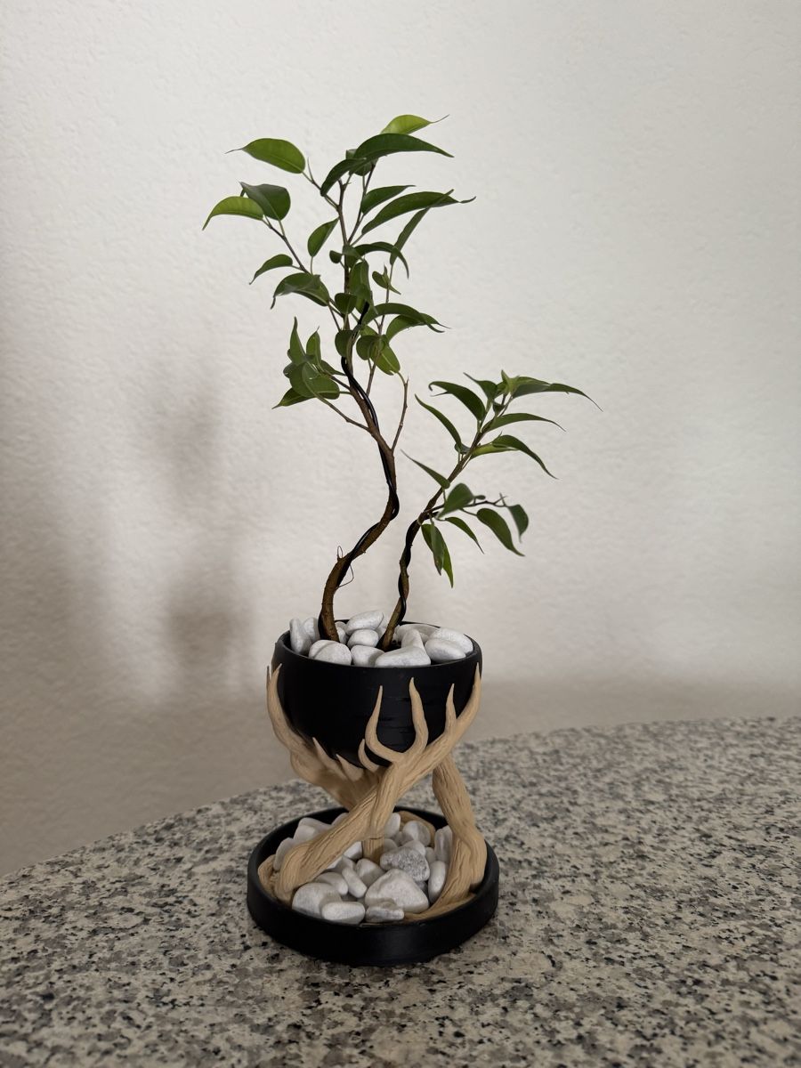 Piante & sementi: Fantasy Ficus Indoor Bonsai – Usato da Rümlang venduto da Gruseh.ch