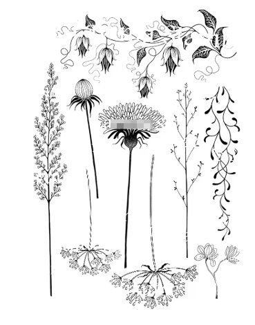 Timbri: Neues Set Motiv-Stempel  Gräser, Blumen – Nuovo e nell'imballaggio originale da Effretikon venduto da wenuss 1