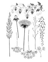Neues Set Motiv-Stempel  Gräser, Blumen