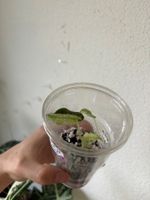 😍 Alocasia Frydek Mint Baby (Nr. 2)
