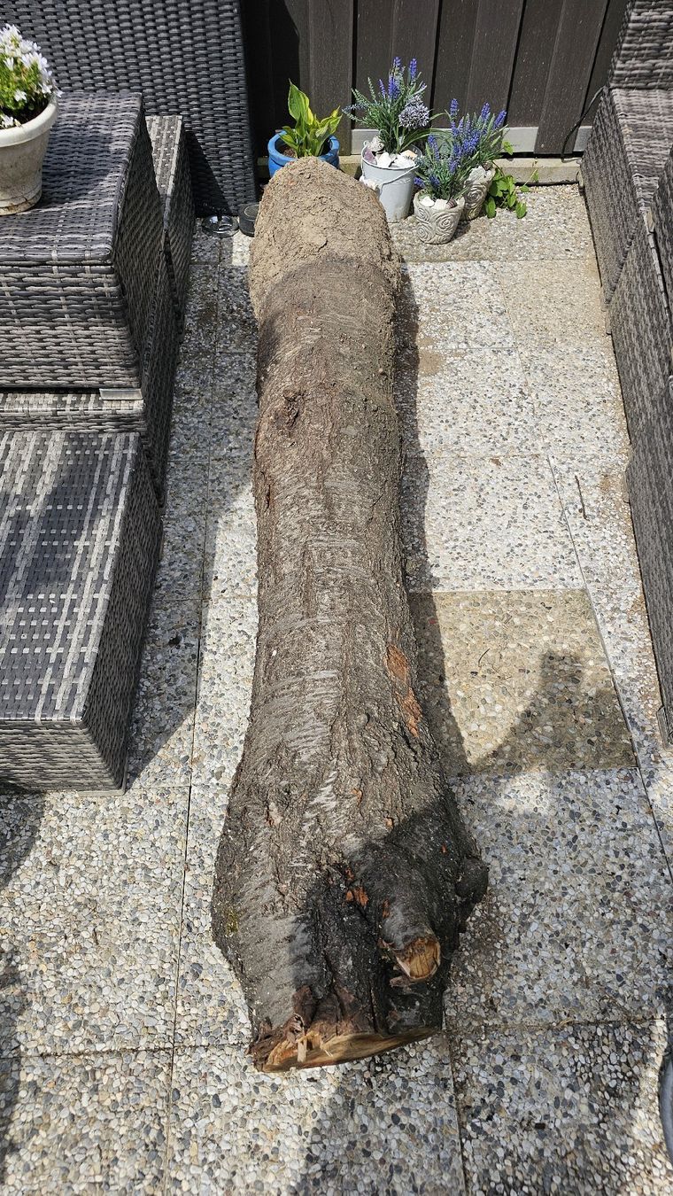Articoli in legno: Kirsche Baumstamm – Usato da Ebikon venduto da Mmoe
