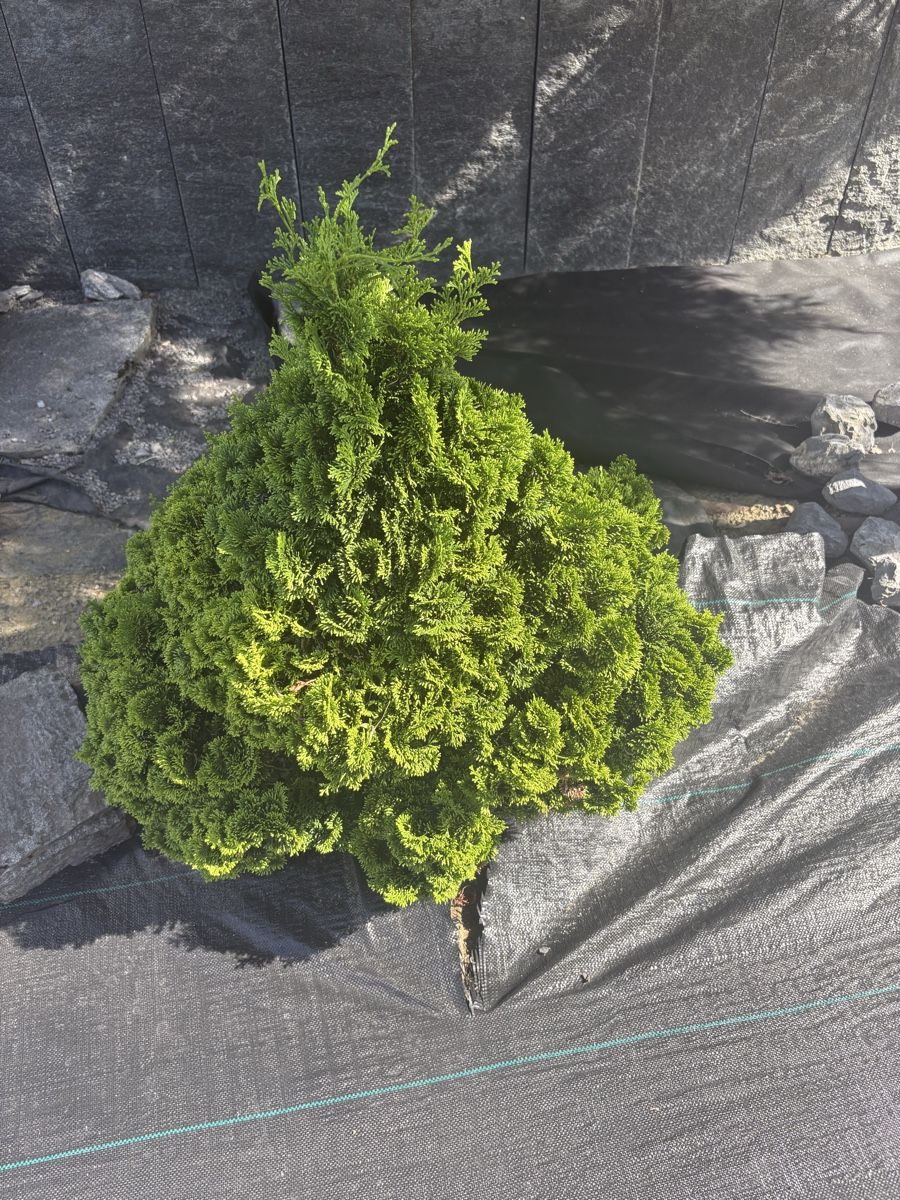 Piante & sementi: Zwerg hinoki scheinzypresse – Usato da Oftringen venduto da SCHIBLI1