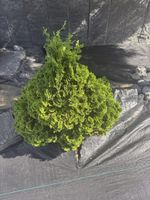 Zwerg hinoki scheinzypresse