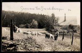 Foto-AK Montmollin, Les Grandchamps, Bauernhof mit Kuhweide