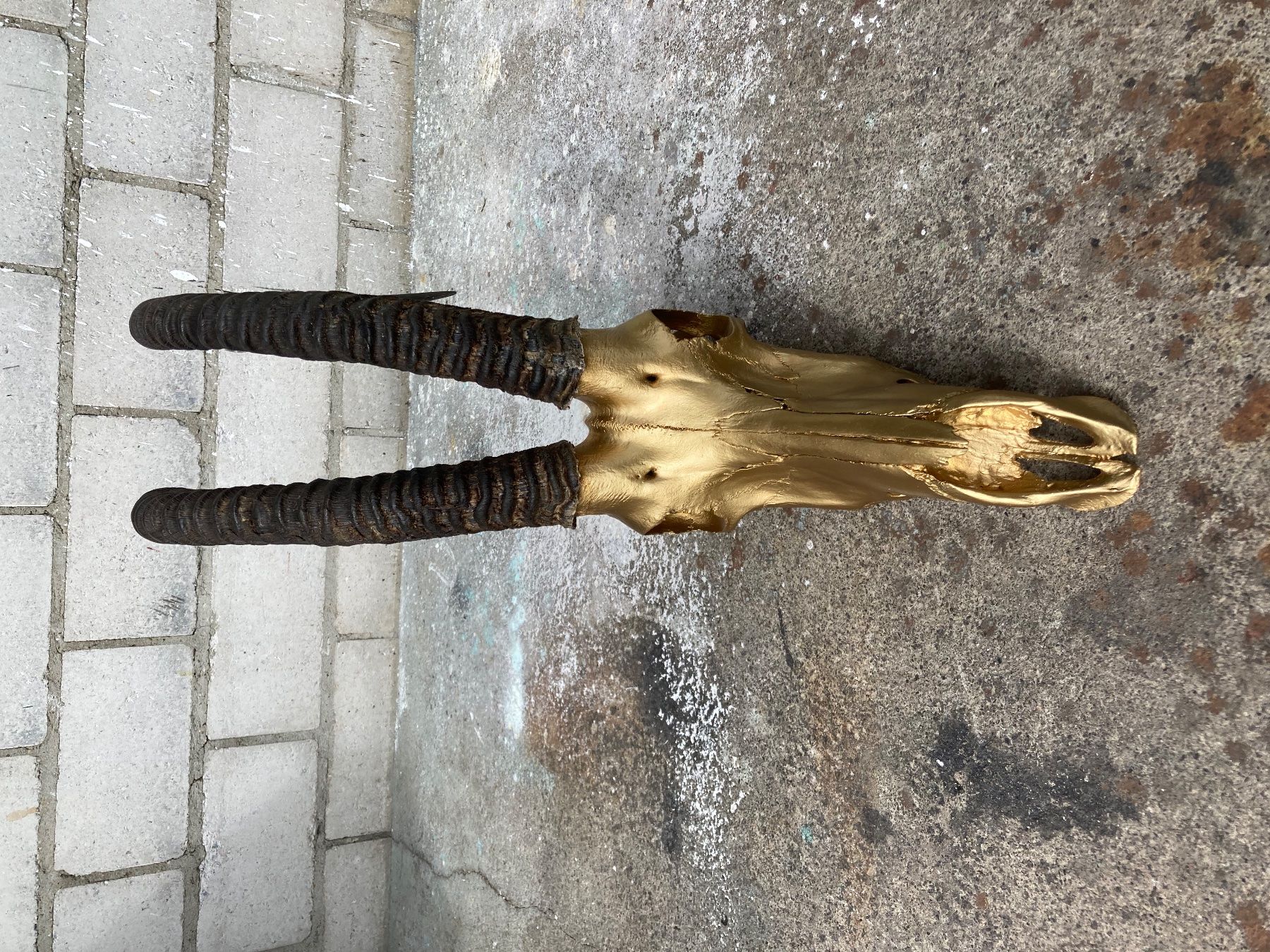 Il mondo degli animali: Rappenantilope Trophäe  2 – Usato da Grosswangen venduto da arum01 2