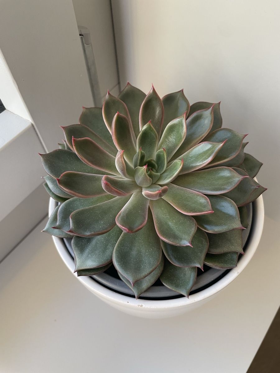 Piante & sementi: Cactus, Echeveria succulent green red leaf  – Usato da Uster venduto da momogarden 3