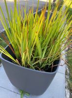 Montbretie Lucifer Pflanzen Blumen Blumenzwiebeln Zwiebeln