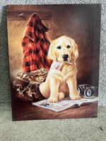 Golden Retriever Labrador hund
