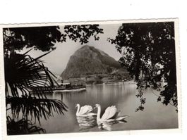 Lago die Lugano Schwäne Schiffe Monte San Salvatore