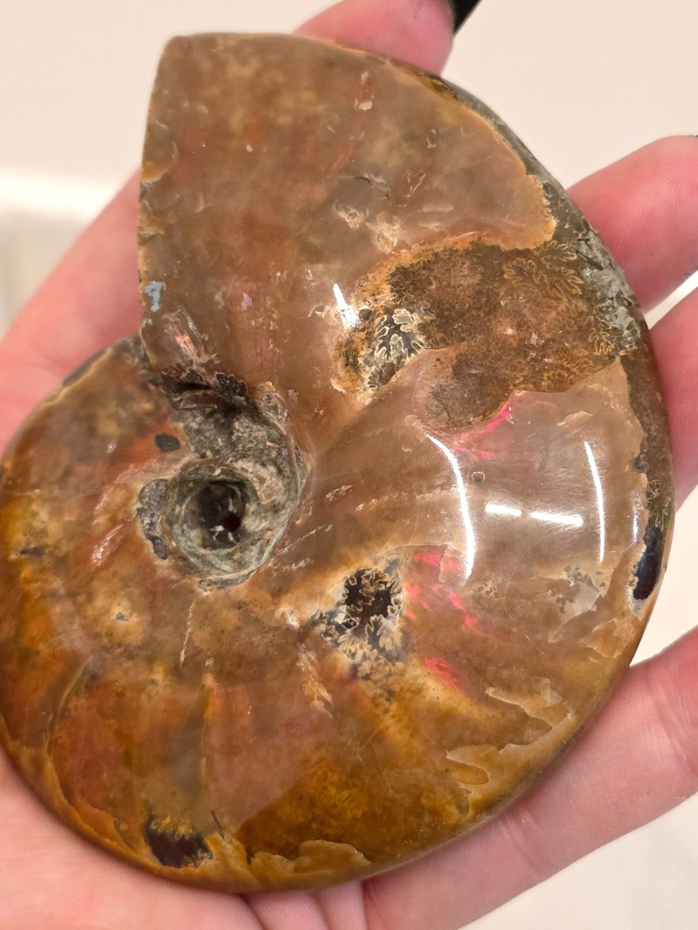 Fossili: Ammonit E 212g – Nuovo e nell'imballaggio originale da Matzingen venduto da Shay_Crystalz 2