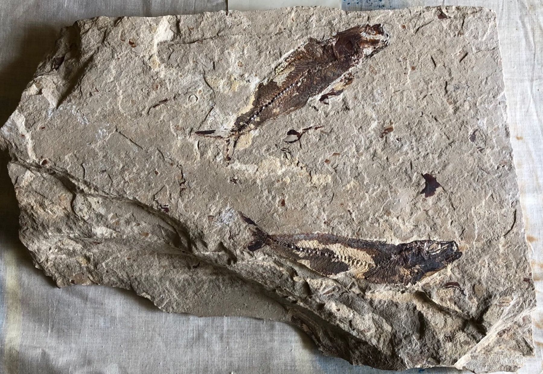 Fossiles: Fossiler Fisch – Neuf (Voir description) à Seelisberg par Mike7000 1