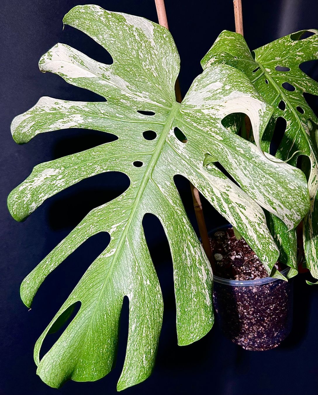 SALE! MONSTERA MINT WHITE MONSTER XL HEADCUT TOP ANGEBOT (Gebraucht) in  Giubiasco fr CHF 99  mit Lieferung auf Ricardo kaufen