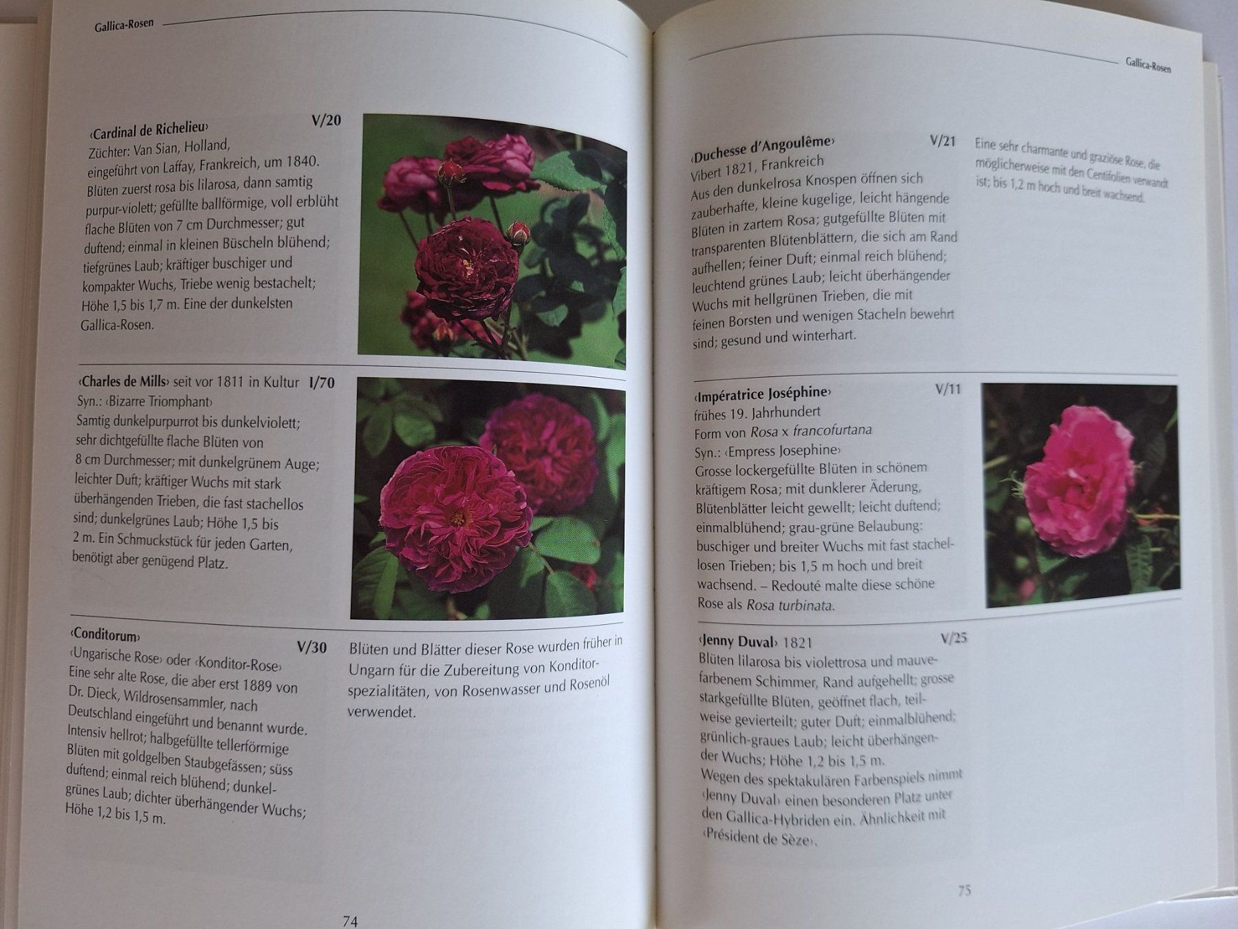 Libri: Die Rosen in der Kartause Ittingen – Usato da Zürich venduto da t24_de 3