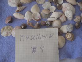 MUSCHELN