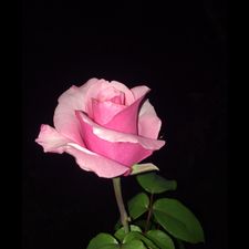 Profile image of marian57