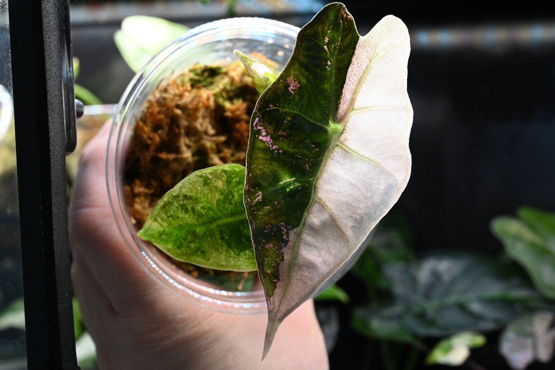 Piante & sementi: Alocasia Amazonica Pink – Usato da Crissier venduto da sleepingmouse 3