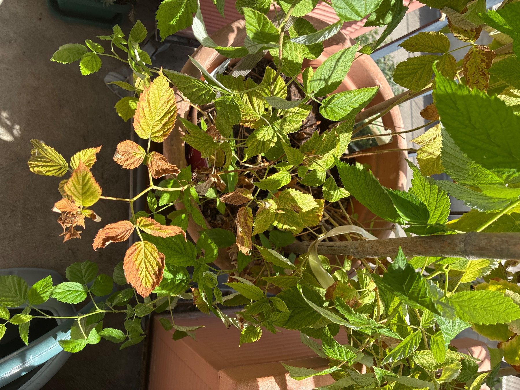 Plantes & graines: Strauch – Neuf (Voir description) à Wetzikon ZH par chris7pat
