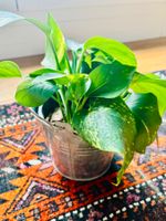 🪴 Efeutute Fresh marbled pothos houseplant 🪴