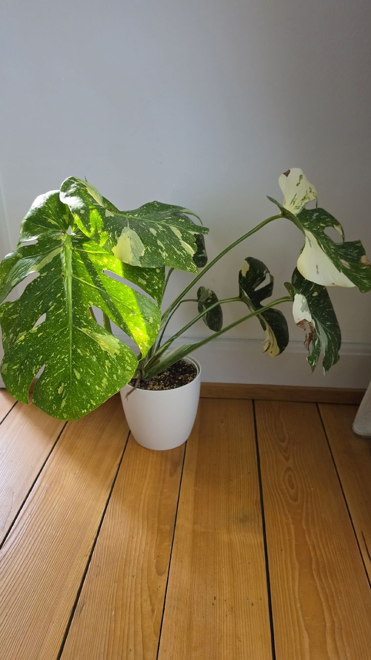 Piante & sementi: Grosse Monstera Verigata  – Usato da Hausen am Albis venduto da M.Kurz
