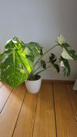 Grosse Monstera Verigata 