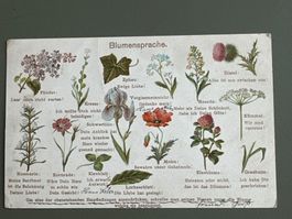 Postkarte Blumensprache aus 1906 (humorvoll)