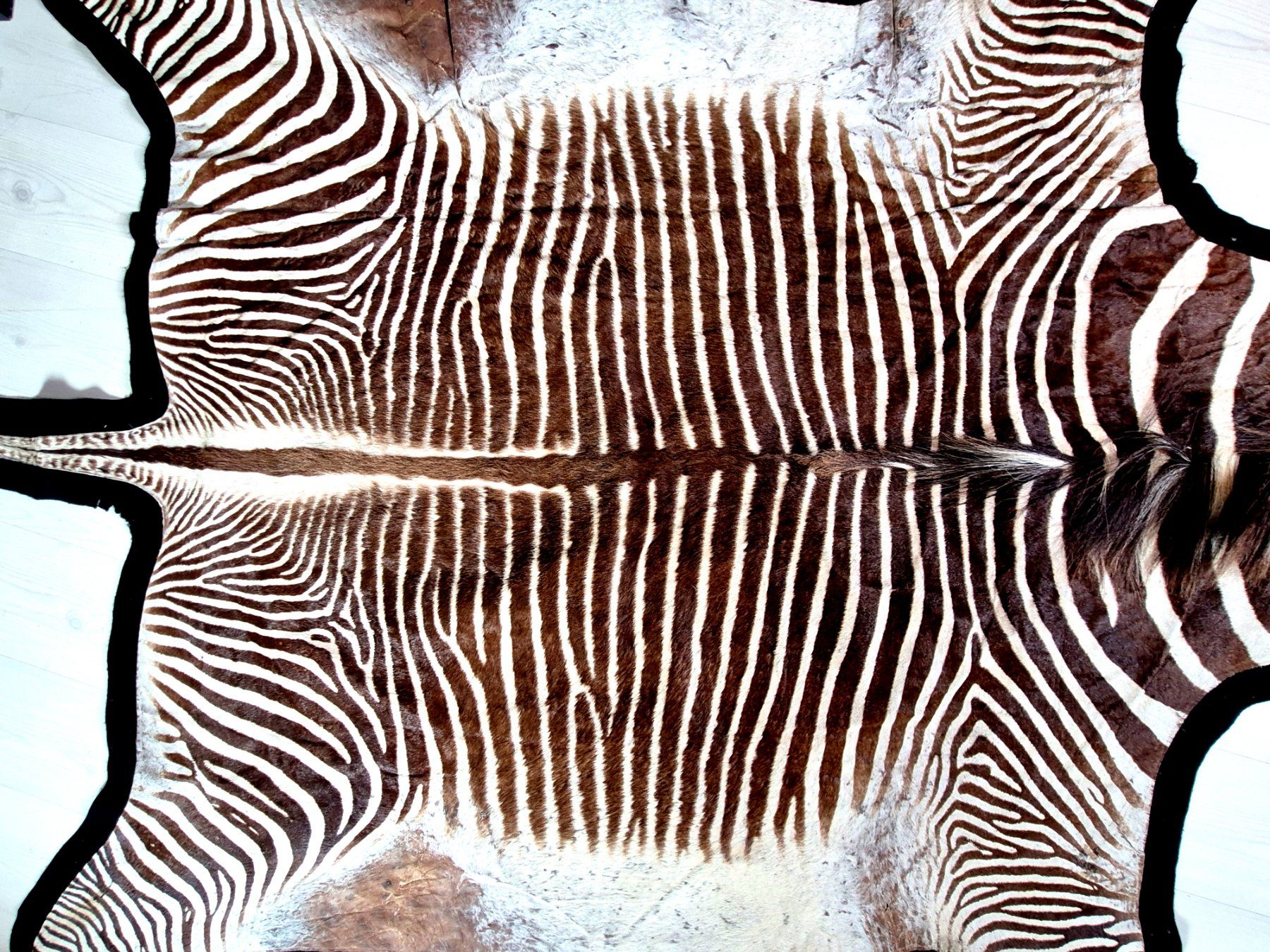 Il mondo degli animali: Veritable peau de zebre de Grevy 2/ Echtes Grevy Zebrafell 2 – Usato da Treyvaux venduto da Kbh2000 4