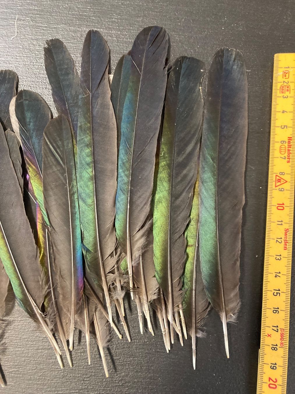 Welt der Tiere: Elster Federn 25 Stück – Gebraucht aus Grosswangen von arum01 1