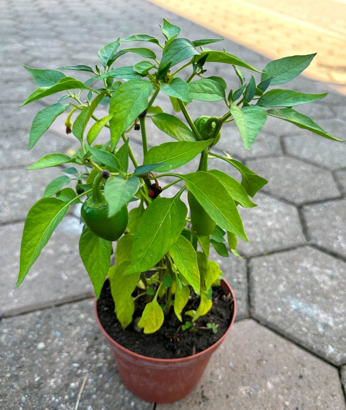 Pflanzen & Samen: Kirschpaprika - Pflanze! – Neu (gemäss Beschreibung) aus Steffisburg von Calceolaria 1