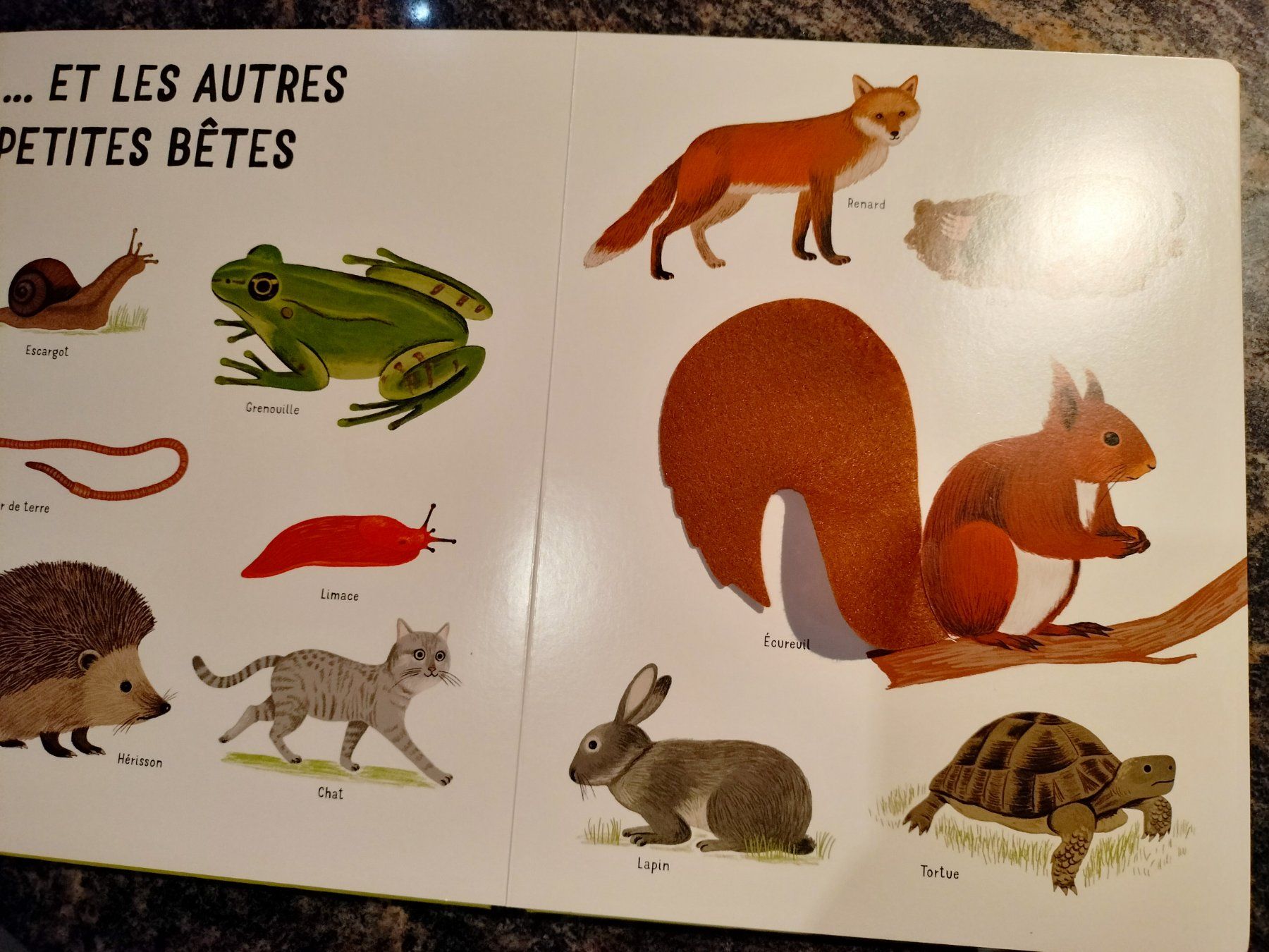 Libri: Dans mon jardin avec de grands flaps en feutrine – Usato da Cortaillod venduto da rozinna 5