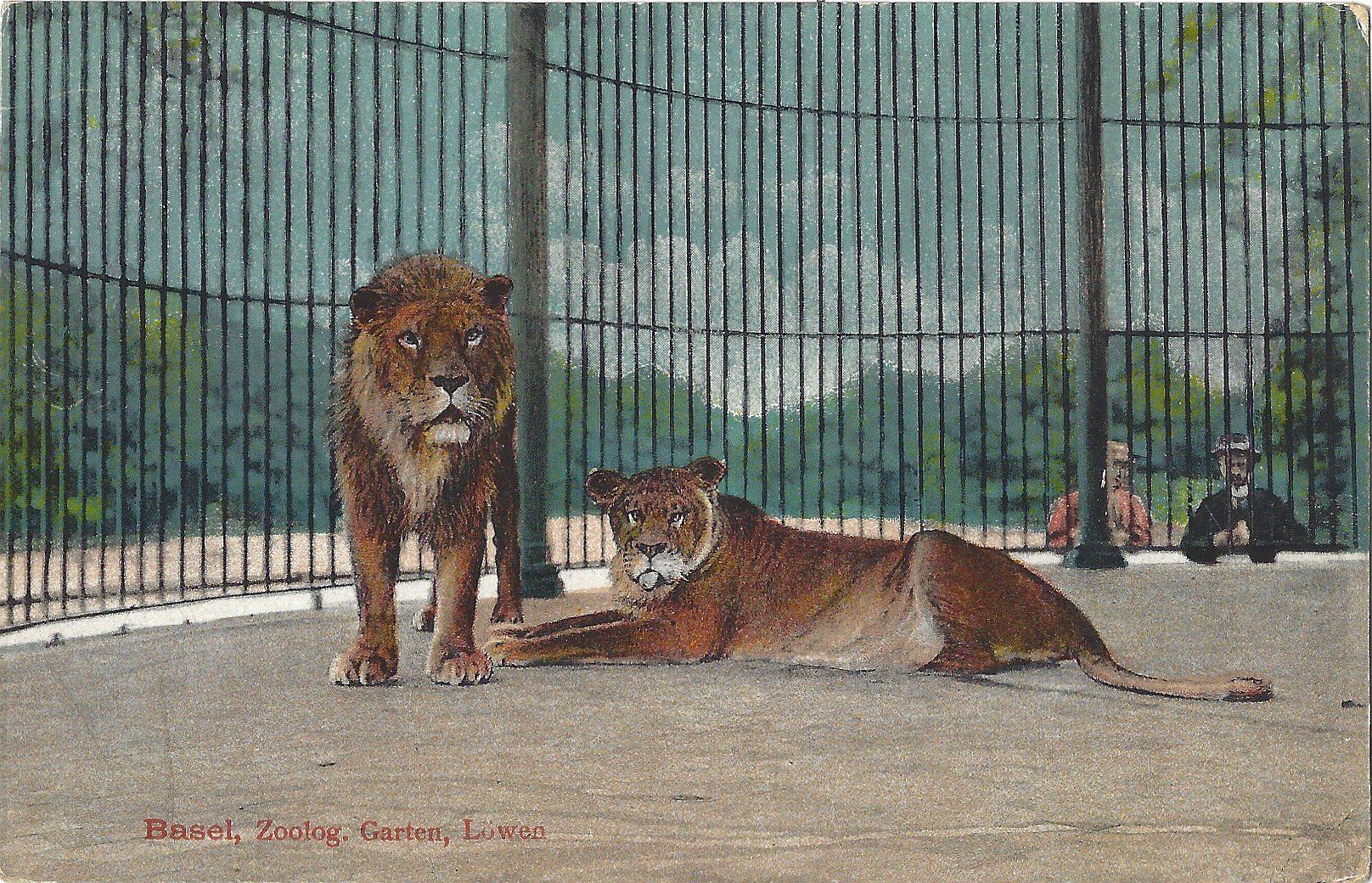 Cartes postales: Basel,  Zoolog.  Garten,  Löwen – D'occasion à Bütschwil par Jackson1A