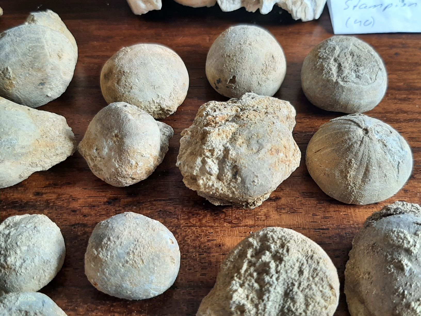 Fossili: Kleine Fossilien Sammlung – Usato da Rickenbach BL venduto da Oktober68 6