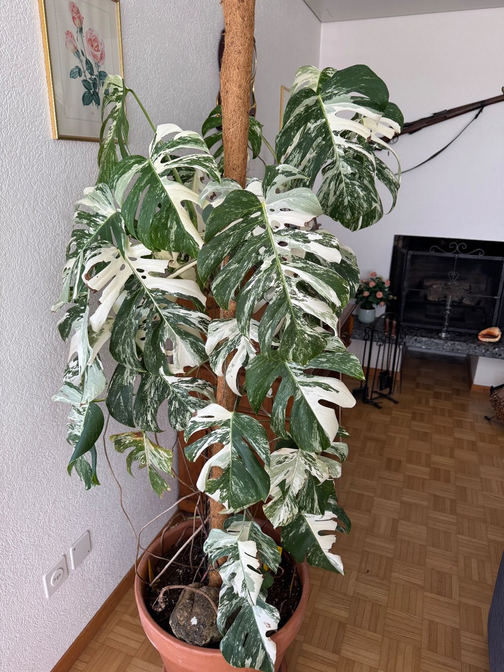 Piante & sementi: grosse Monstera albo variegata – Usato da Solothurn venduto da Care_a 1