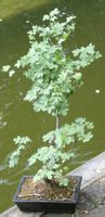 BONSAI  -  Feldahorn