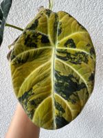 💛🖤 Alocasia Reginula Black Velvet Gold Variegata – Rhizome
