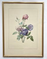 Kunstdruck von Pierre Joseph Redouté*1813*Holzrahme****