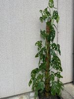 Plante