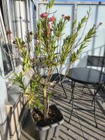 Oleander Pflanze mit rosa Blüten im Kunststofftopf ab CHF 1