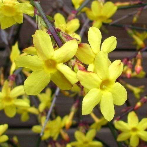Piante & sementi: Jasmin d'hiver   2x   20-30cm – Nuovo e nell'imballaggio originale da Bremblens venduto da FIBONACCI369