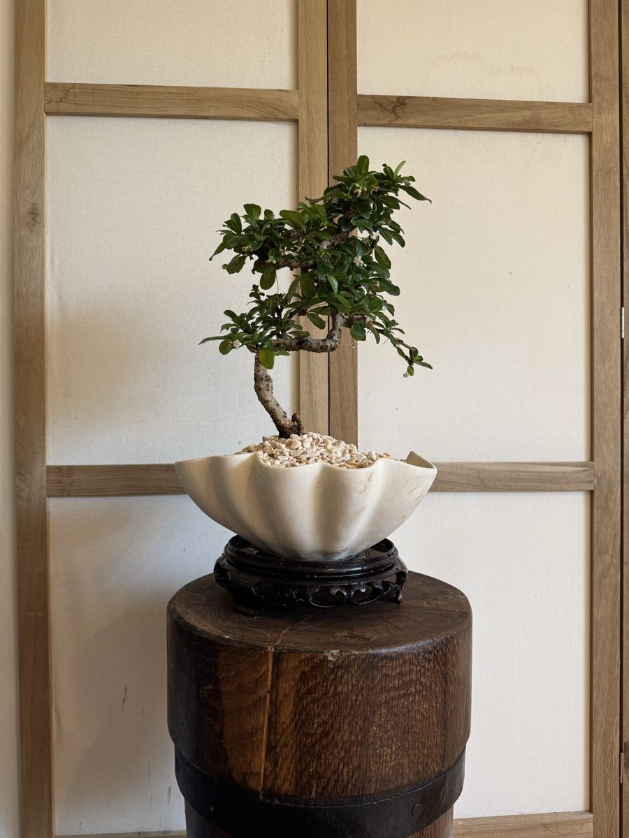 Piante & sementi: Fukientee Bonsai im Topf mit Untersetzer – Usato da Rümlang venduto da Gruseh.ch 1