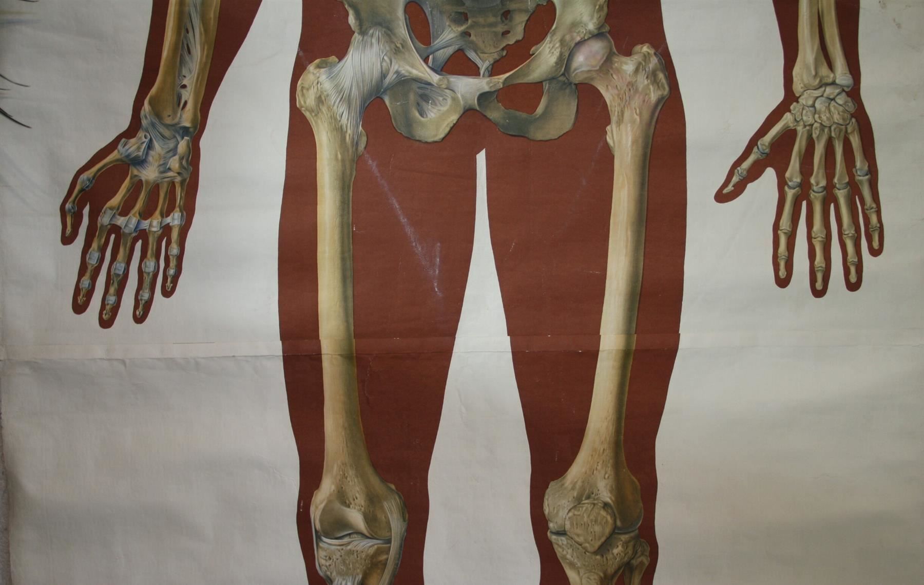 Foto & Immagini: Schulwandbild "Skelett" 184  cm x 89 cm – Usato da Birrwil venduto da brandschatz_birrwil 3