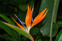 🌿 Junge Paradiesvogelblumen suchen neues Zuhause 🌿