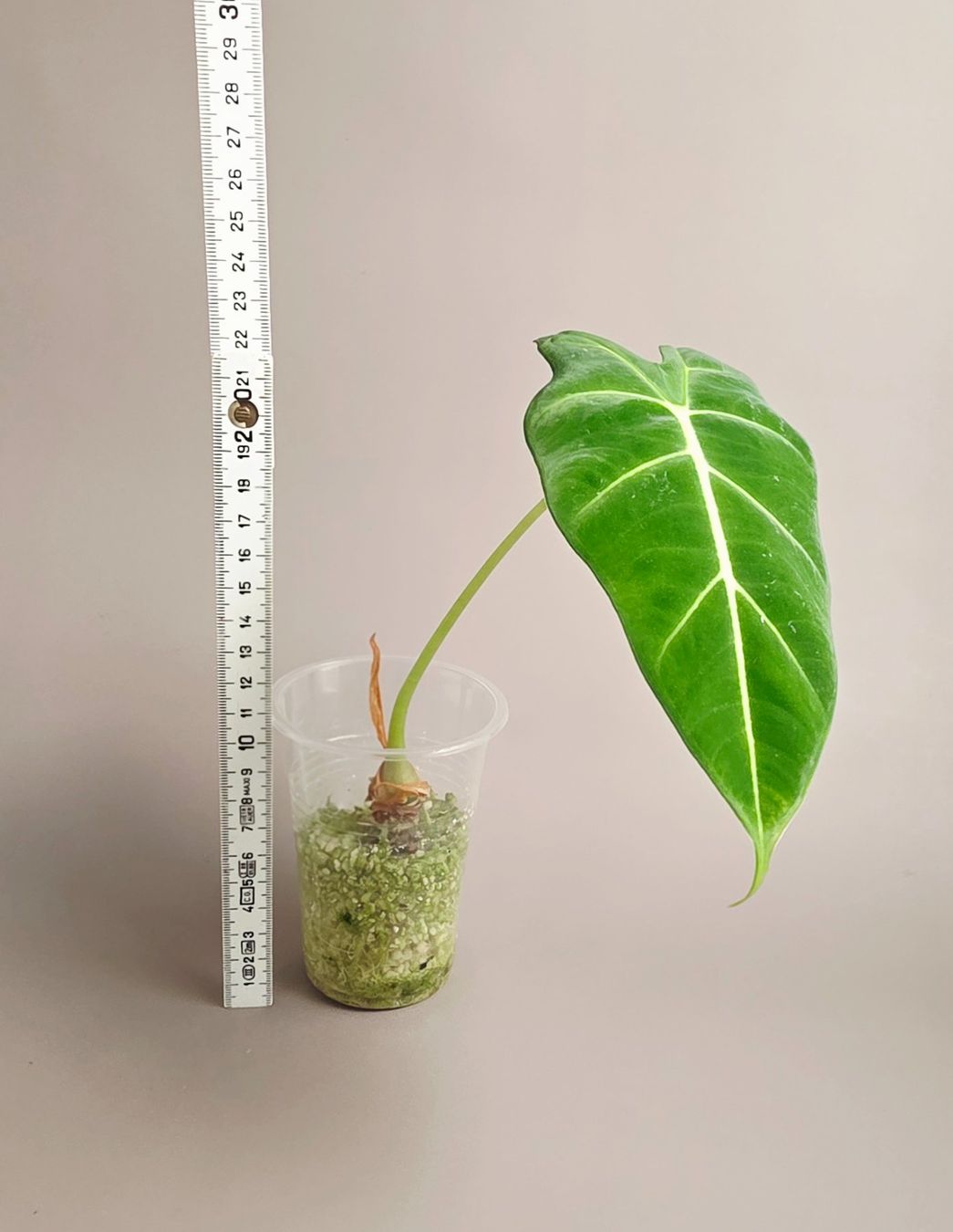 Piante & sementi: Alocasia micholitziana 'Frydek' – Nuovo (secondo la descrizione) da Gerolfingen venduto da Azora 2