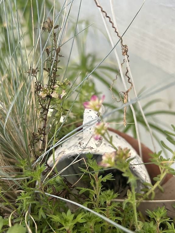 Piante & sementi: 5 Pflanzen in der Blumenampel  – Usato da Frauenfeld venduto da Irene.Schuppli 1