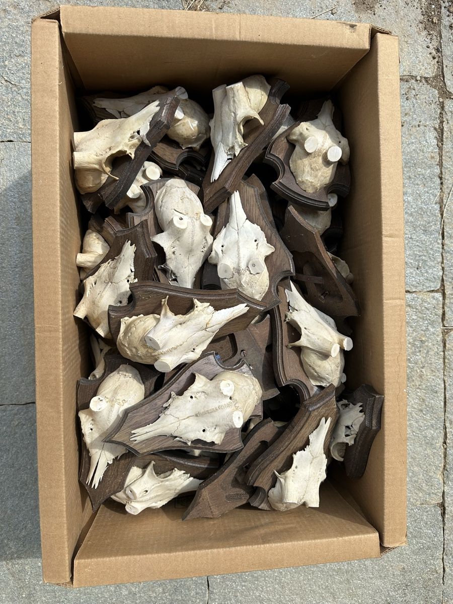 Articoli in legno: Schöne Holzschilder mit Gamsschädeln – Usato da Trimmis venduto da Murin62
