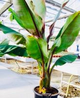 5 SAMEN GRAINES SEMI Schneebananen Palme