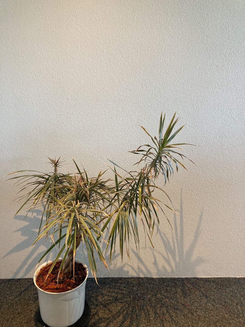 Piante & sementi: Zimmerpflanze Dracaena weisslicher Topf – Usato da Hünenberg venduto da Electron0